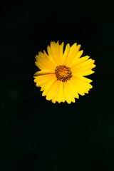 A yellow chrysanthemum blooming alone in a dream