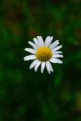 Obraz premium Fresh and beautiful white daisy flowers on dreamy background