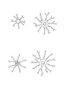 unipolar, bipolar, pseudounipolar, and multipolar neurons. Axons, dendrites, and myelin sheaths diagram hand drawn schematic raster illustration. Medical science educational illustration