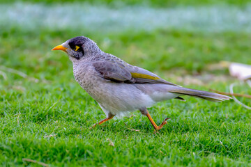 Noisy miner bird