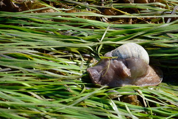Lewis' moon snail along the shore at at Ḵay 'Llnagaay in Haida Gwaii, BC, Canada. This species of  moon snail is the largest and the most common moon snail species found on the BC Central Coast.