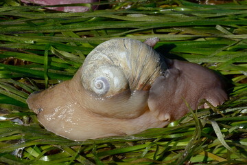 Lewis' moon snail along the shore at at Ḵay 'Llnagaay in Haida Gwaii, BC, Canada. This species of  moon snail is the largest and the most common moon snail species found on the BC Central Coast. © Bob