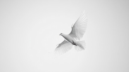 Fototapeta premium Serene Flight: A White Dove in Monochromatic Grace