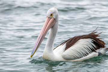 Australian Pelican swimming at Mallacoota Inlet