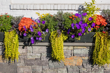 Summer flowers. Beautiful summer time colorful flowers decoration in Vermont.