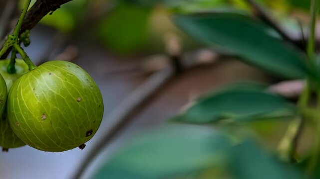 Close up of a cluster of green phyllanthus emblica fruits hanging from a branch among leaves in natural daylight
