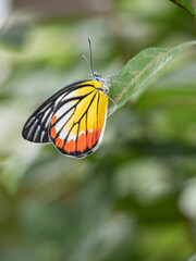 A Painted Jezebel in the garden