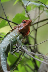 A lizard in the Wild, Sri lanka 