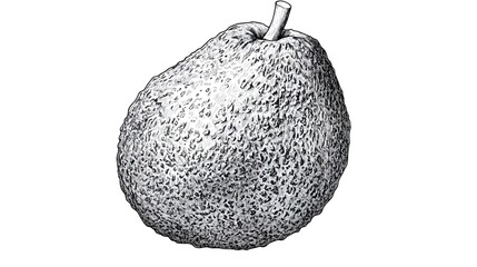 Detailed grayscale illustration of a textured fruit.