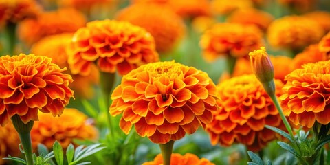 Vibrant orange marigold flowers blooming in a garden