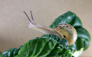 Slow-moving snail close-up image. Nature and snail.
