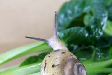 A close-up of the snail on the green leaves.
