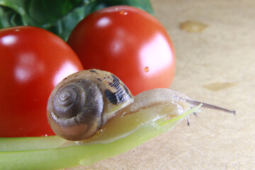 Slow-moving snail close-up image. Nature and snail.