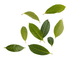 Fototapeta premium Floating Fresh Green Bay Leaves on White Background