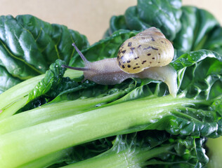 Slow-moving snail close-up image. Nature and snail.
