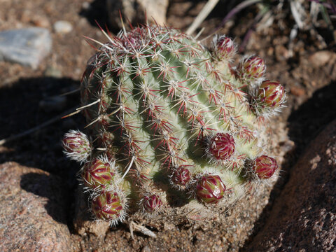 Wild Mountain Ball Cactus, Pediocactus simpsonii, Boulder, Colorado