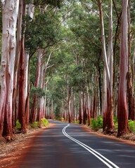 Obraz premium Eco-Conscious Infrastructure Winding Sustainable Road Through Ancient Eucalyptus Forest - Pioneering Regional Connectivity and Natural Landscape Preservation