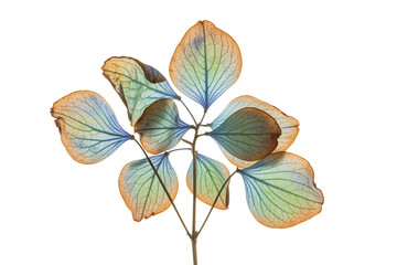 Obraz premium Delicate Dried Hydrangea Petals in Symmetrical Arrangement