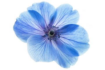 Blue anemone flower close up shot on white background