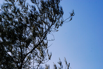 abstract background trees branches branches, dry trees background bright blue clouds daytime bottom angle view