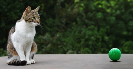 Un chat qui regarde une balle verte.