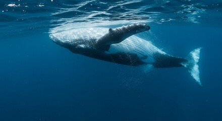 Obraz premium Majestic humpback whale swimming underwater in blue ocean depths for marine conservation design