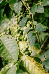 Coffee cherry
