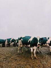 Black and white cow looking at the camera in a pasture | Azores, Portugal