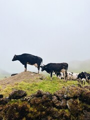 Closeup of several cows standing on a rock in Azores, Portugal