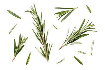 Fresh Rosemary Sprigs Scattered on White Background