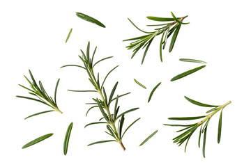 Obraz premium Fresh Rosemary Sprigs Scattered on White Background