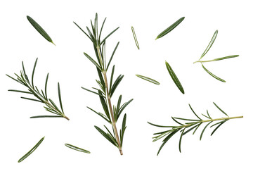 Fototapeta premium Fresh Rosemary Sprigs Scattered on White Background