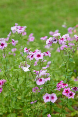 clusters of red and purple phlox flowers in garden, colorful small star shaped dense flower heads, soft focus with blurry garden background and copy space