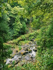 Fototapeta premium Green vegetation in the mountains of Sao Miguel on the Azores, Portugal