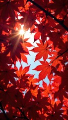 Intricate red leaf canopy, looking up, sunlit , tree, canopy