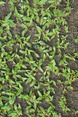 Ground cover on dirt soil surface