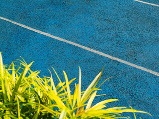 Blue running track with white line and vibrant yellow-green plant in sunlight.