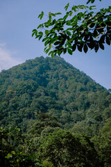 Obraz premium green tree in the mountains