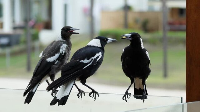 Magpies Interacting on a Glass Balustrade