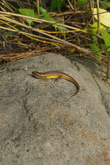 Lizard on Rock