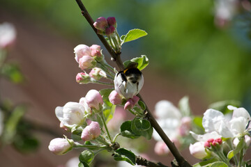 Fuzzy bumblebee diligently collecting pollen from delicate apple blossoms in spring sunlight.