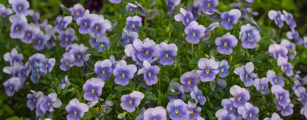 Flowers of violet pansies are blooming in  the garden