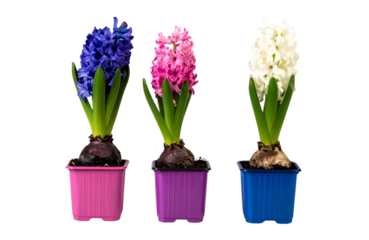 Three potted hyacinths in different colors - white, pink, purple, and blue - on a plain background