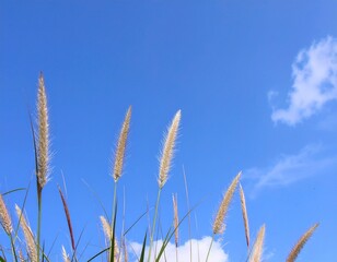 Enjoy the scenery of the ears of grass swaying in the gentle breeze and the clear blue sky.