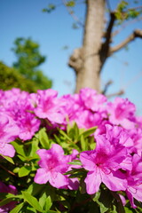 春のお散歩中、道路脇の花壇に満開に咲く濃いピンク色のツツジの花。