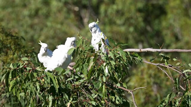 Cockatoos Perched Among Lush Greenery