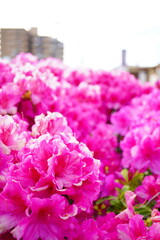 春のお散歩中、道路脇の花壇に咲く濃いピンク色のツツジの花。