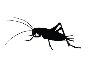 Cricket bug silhouette. This image shows a black and white design of a cricket bug with elongated antennae and strong hind legs, resembling grasshoppers. Vector clipart illustration design.