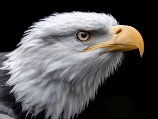 Obraz premium Close-up of an eagle's head, focused on its sharp features and intense gaze