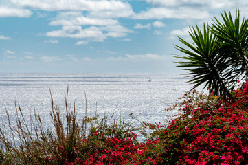 Distant sailboat over the ocean horizon, framed with landscape and striking red Springtime flowers 